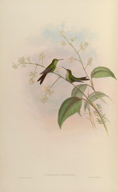 Sporadinus riccordii = Chlorostilbon riccordii von John Gould